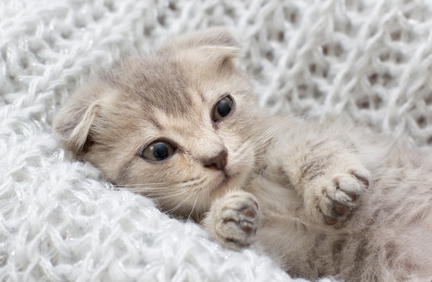 Lindo gatito scottish fold durmiendo en una manta suave