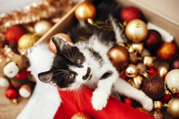 Lindo gatito sentado en una caja con adornos de adornos rojos y dorados y gorro de Papá Noel debajo del árbol de Navidad en la sala festiva Concepto de Feliz Navidad Adorable gatito divertido con ojos verdes