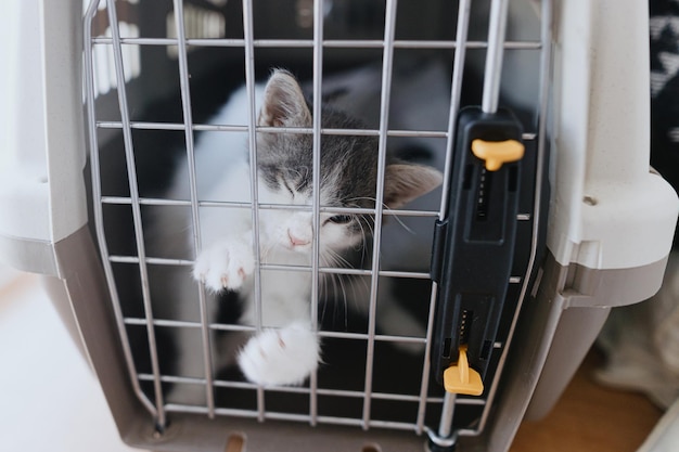 Lindo gatito sentado en una caja de transporte Dulce gatito triste cerrado en una jaula de transporte Clínica veterinaria