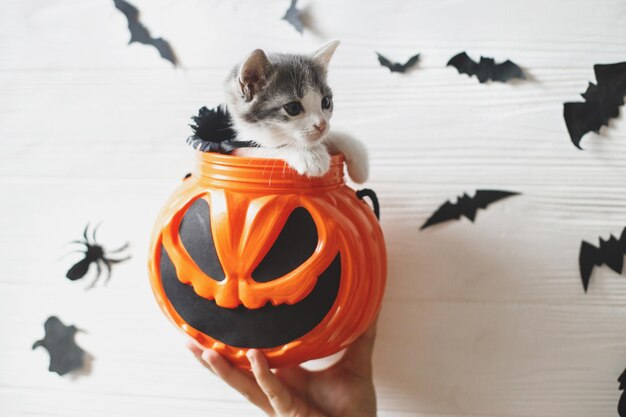 Foto lindo gatito sentado en un cubo de truco o trato de halloween sobre fondo blanco con murciélagos negros