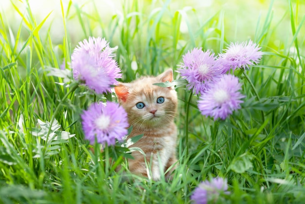 Lindo gatito sentado en el prado de flores