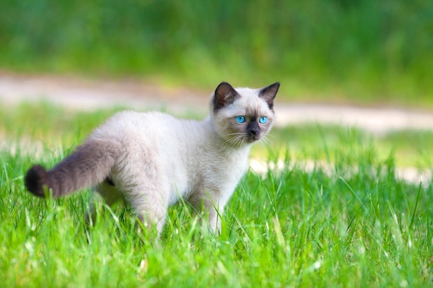 Lindo gatito siamés en el césped de flores