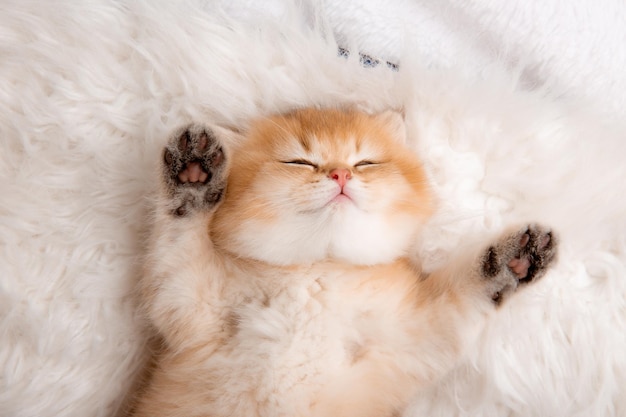 Lindo gatito sollozando durmiendo en una manta blanca peluda