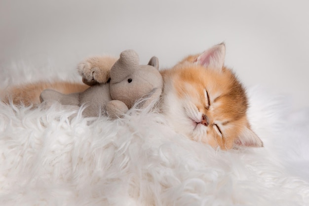 Lindo gatito sollozando durmiendo en una manta blanca peluda