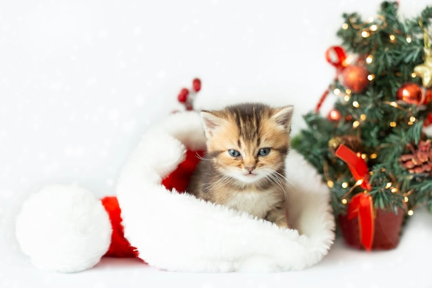 Un lindo gatito con un sombrero de Santa Claus