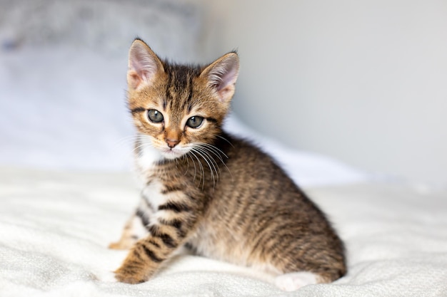 Lindo gatito soñoliento sentado en una cama blanca en casa