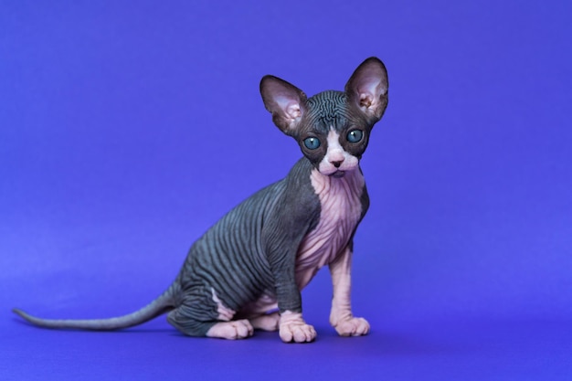 Lindo gatito sphynx canadiense de color azul y blanco con ojos grandes sentado sobre fondo azul.