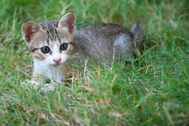 Lindo gatito tirado en el pasto