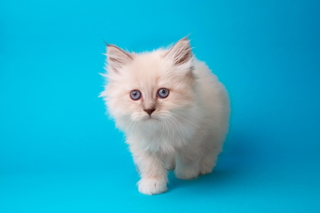 Lindo gatito en un tiro de estudio de fondo azul