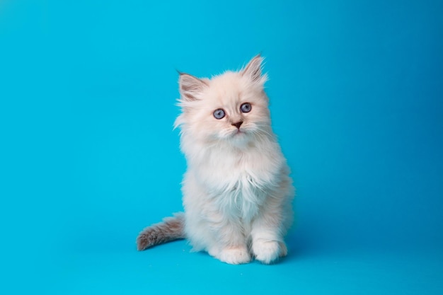 Lindo gatito en un tiro de estudio de fondo azul