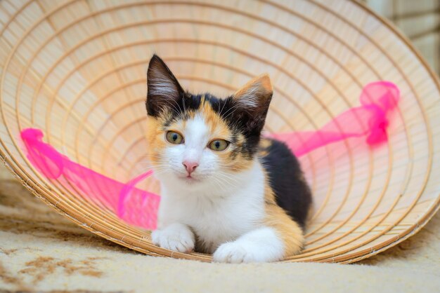 Lindo gatito tricolor está acostado en casa