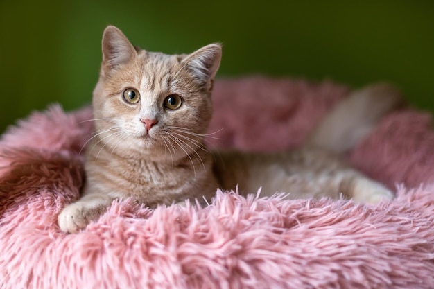 Un lindo gatito yace en una cama de gato peluda rosa.