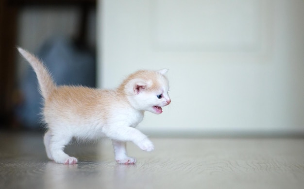 Lindo gatito