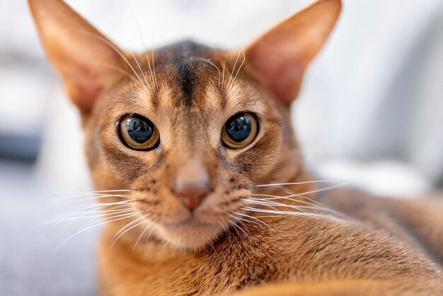 Lindo gato abisinio acostado en un sofá gris en casa y jugando con un ratón. Hermosa vista de cerca. Ojos de gato brillantes.