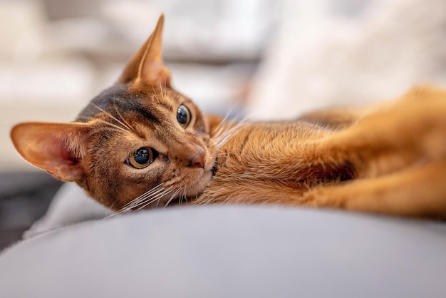 Lindo gato abisinio acostado en un sofá gris en casa y jugando con un ratón. Hermosa vista de cerca. Ojos de gato brillantes.