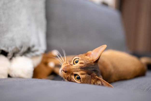 Lindo gato abisinio acostado en un sofá gris en casa y jugando con un ratón. Hermosa vista de cerca. Ojos de gato brillantes.