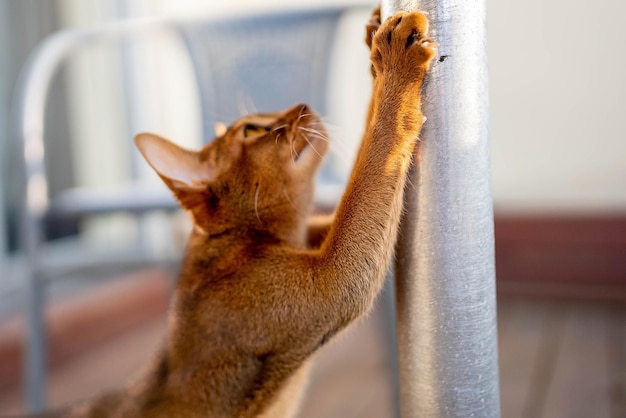 Lindo gato abisinio de pura raza divirtiéndose en la terraza.