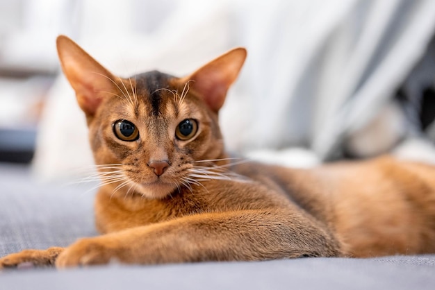 Lindo gato abissínio deitado em um sofá cinza em casa e brincando com um rato. Bela vista de perto. Olhos de gato brilhantes.