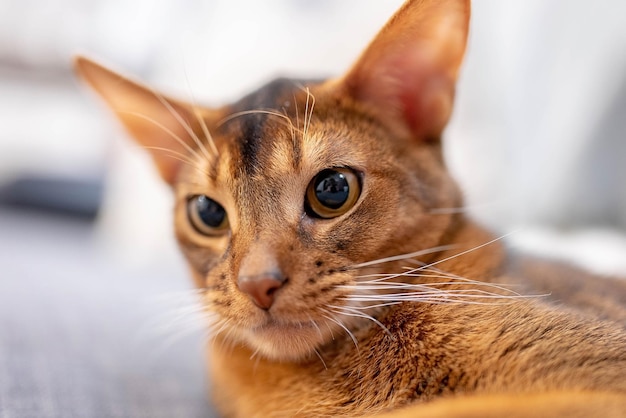 Lindo gato abissínio deitado em um sofá cinza em casa e brincando com um rato. Bela vista de perto. Olhos de gato brilhantes.