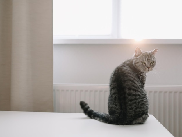 lindo gato en un acogedor interior de casa