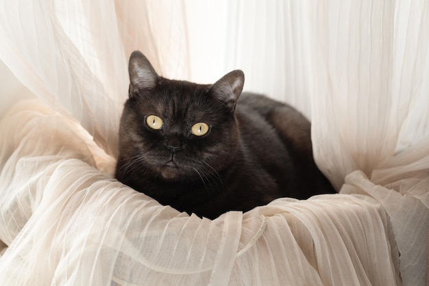 Lindo gato acostado en el alféizar de la ventana envuelto en cortinas de tul