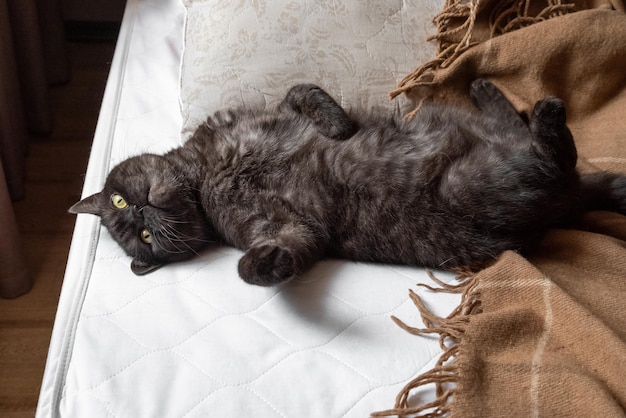 Lindo gato acostado en la cama desordenada por la mañana