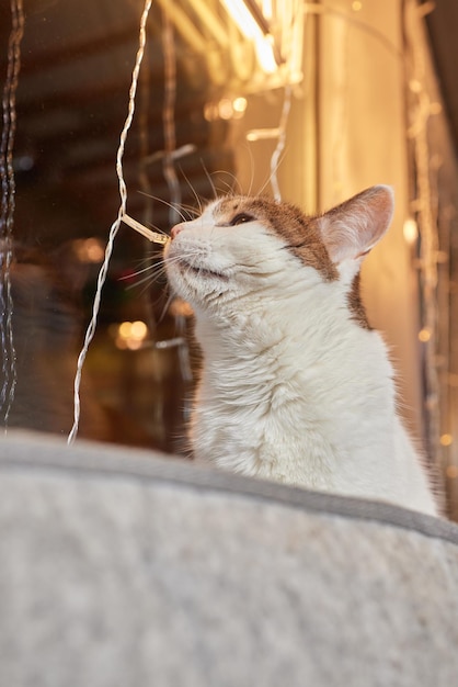 Lindo gato acostado en una cama montada en la pared de vidrio