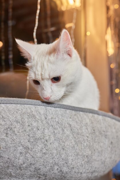 Lindo gato acostado en una cama montada en la pared de vidrio