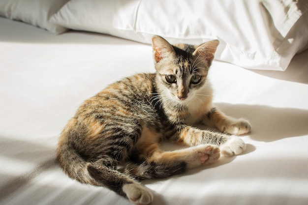 Lindo gato acostado en la cama