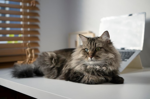 Un lindo gato acostado en una mesa blanca en un hogar moderno