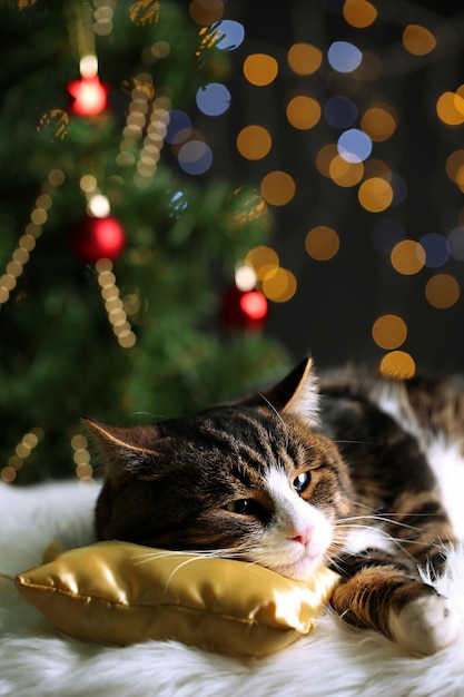 Lindo gato acostado sobre una alfombra con decoración navideña