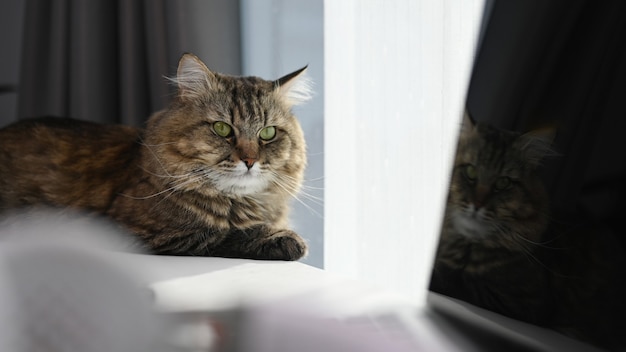 Lindo gato acostado sobre el escritorio con portátil en casa cómoda.