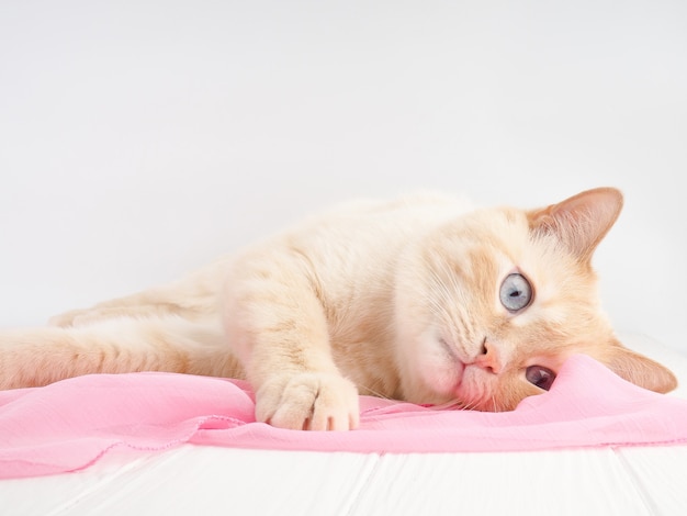 Lindo gato acostado sobre un fondo blanco envuelto en un pañuelo rosa