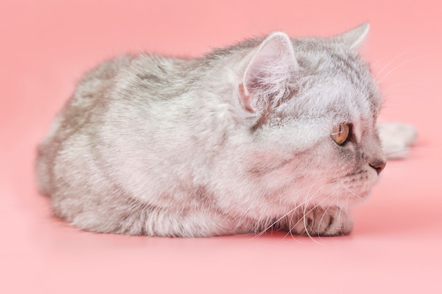 Un lindo gato acostado sobre un fondo rosa