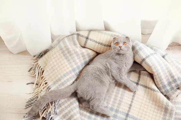 Lindo gato acostado sobre una suave tela escocesa en casa