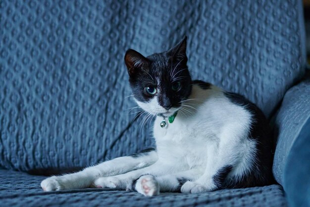 Un lindo gato acostado en un sofá