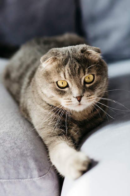 Lindo gato acostado en el sofá