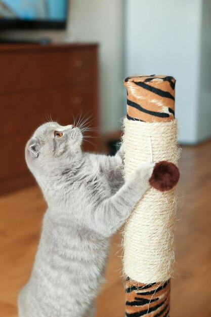 Foto lindo gato afilando las garras en el rascador