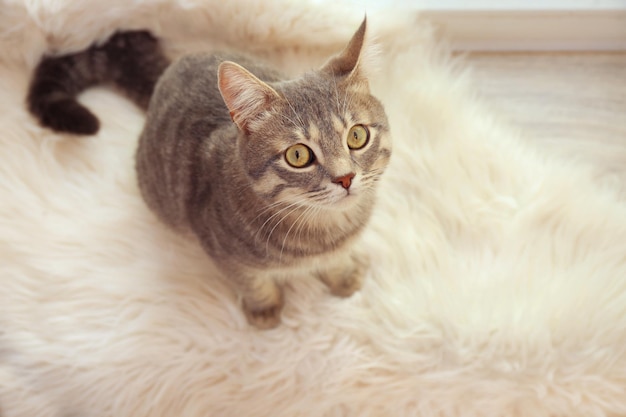 Lindo gato en alfombra suave blanca
