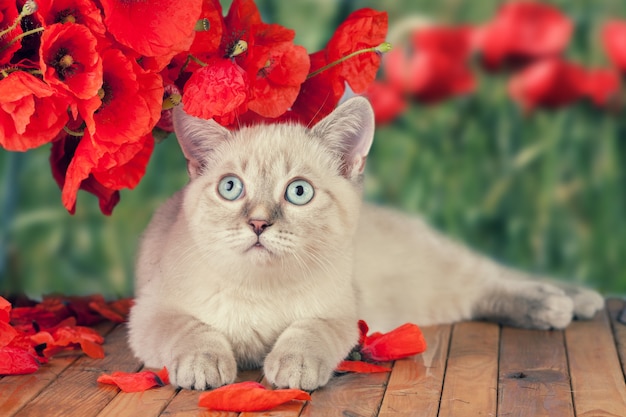 Lindo gato con amapolas relajándose en plataforma de madera