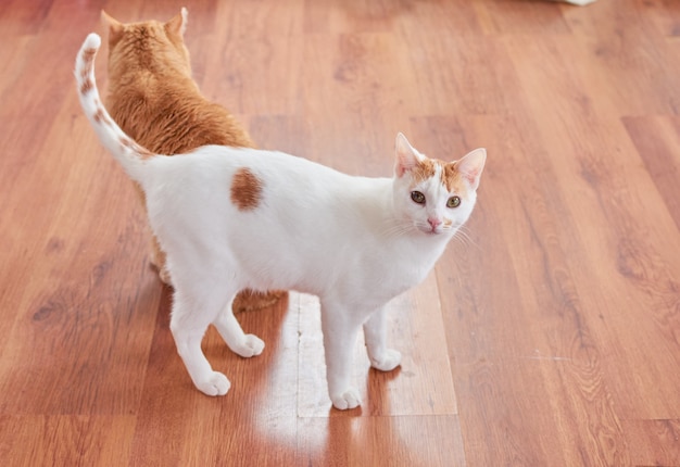 Un lindo gato de Anatolia con ojos verdes y un gato pelirrojo