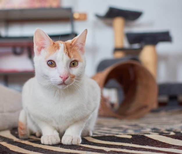 Un lindo gato de Anatolia con ojos verdes.