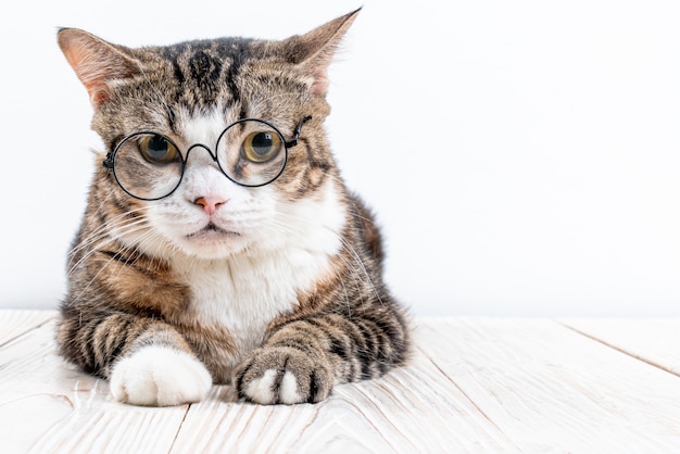 lindo gato con anteojos