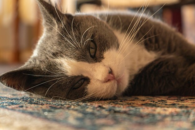 Lindo gato atigrado acostado sobre una alfombra en casa