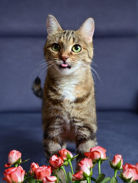 Lindo gato atigrado doméstico está sentado en un sofá gris azul con rosas rosas