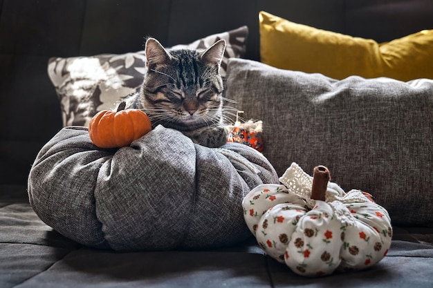 Lindo gato atigrado durmiendo en el sofá en una almohada grande con forma de calabaza