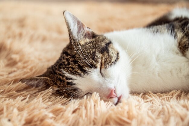 lindo gato atigrado durmiendo en un sofá