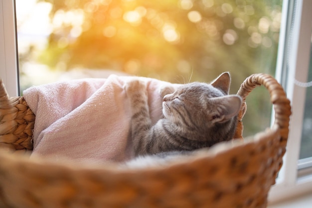 Lindo gato atigrado gris en una canasta en casa en la sala de estar cerca de la ventana