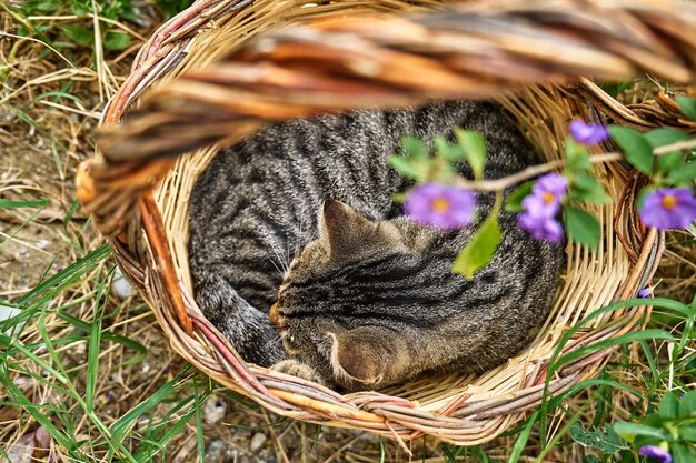 Lindo gato atigrado gris durmiendo en una canasta en el jardín Tarjeta de felicitación de vacaciones de primavera Tema de animales
