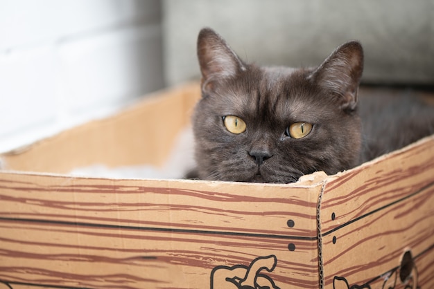 Lindo gato atigrado gris se esconde en caja de cartón